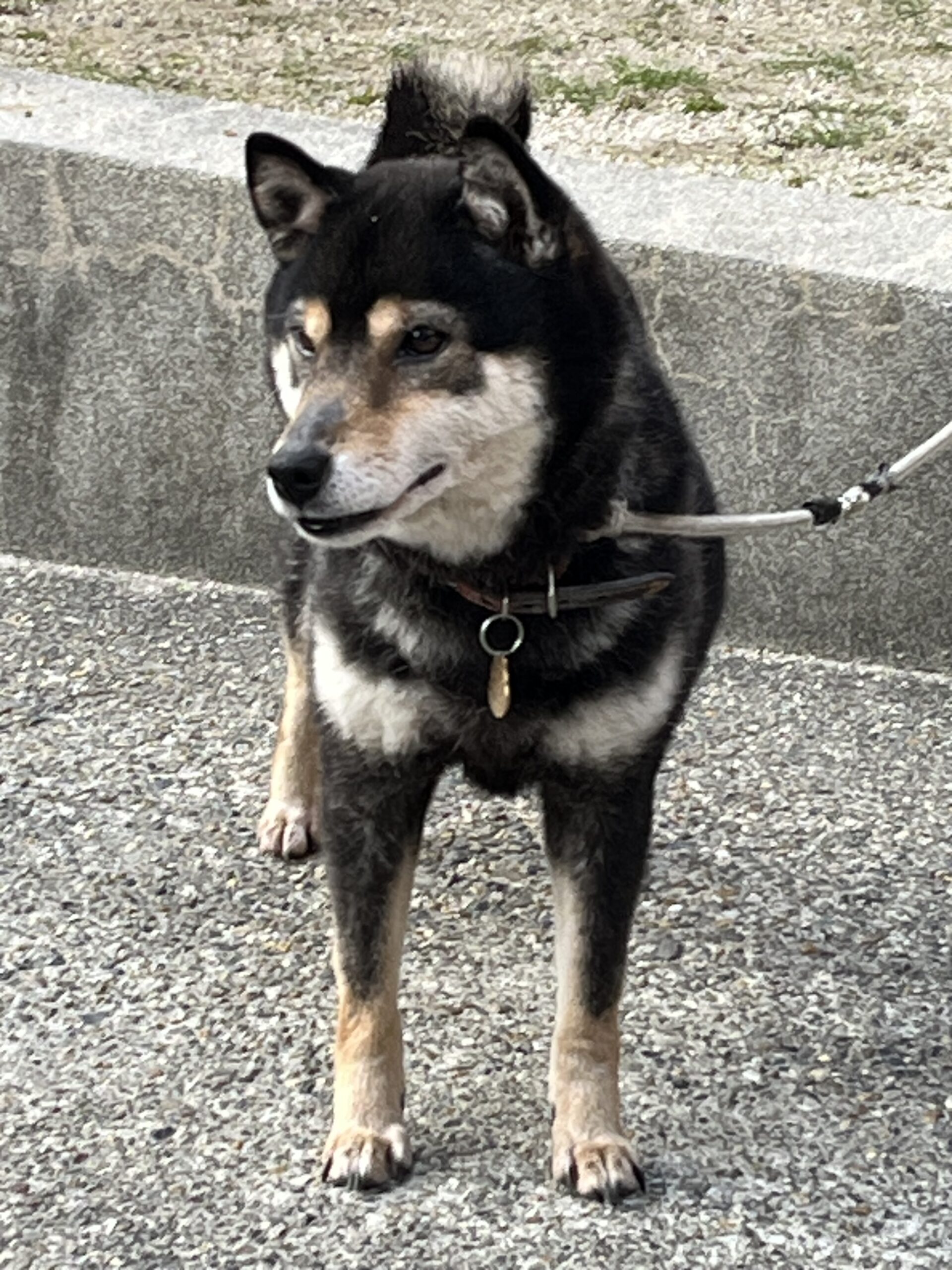 黒柴　メス　パートナー犬　紹介